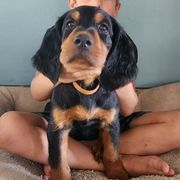 Boy 3 - Gordon Setter puppy from Jodi's Kennel