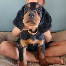 Boy 3 - Gordon Setter puppy from Jodi's Kennel