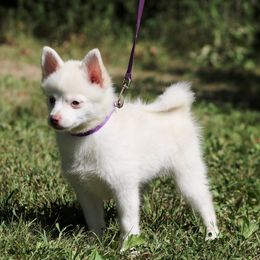 Porsche - White female Pomsky puppy in Missouri from Husky Hill Kennel