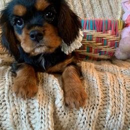 Cavalier King Charles Spaniel Puppies from Abbey Road Cavaliers