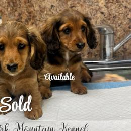 Rusty - Red male Dachshund puppy in Conway, Missouri from Ozark Mountain Kennel