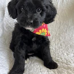 Bernedoodle Puppies from Birdies Mini Bernedoodles