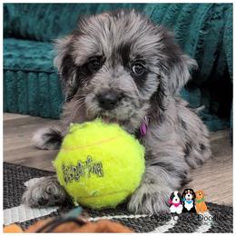 RIVER - OFA-Genetics-2 year warranty. - Merle female Goldendoodle puppy in Jeddo, Michigan from Apple Creek Doodles