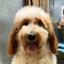 Marsha - Goldendoodle