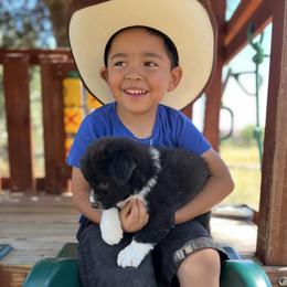 Australian Shepherd Puppies from Oro’z Farm Aussies