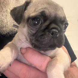 Grey Collar - Fawn female Pug puppy in Tallapoosa, Georgia from West Georgia Pugs