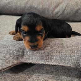 Louis (Louie) - Black and gold male Yorkipoo puppy in Duncan, South Carolina from Sonshine Yorkies