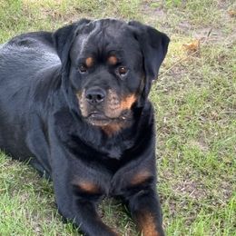 Zuzu Petals - Rottweiler