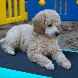 Poodle Puppies from Earthstone Poodle
