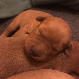 Male 4 - Yellow male Labrador Retriever puppy in Wardensville, West Virginia from Sager’s Labrador Puppies