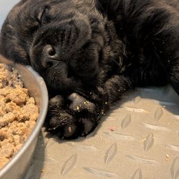 Pupp2 - Black male Labrador Retriever puppy in Hendersonville, Tennessee from High Altitude Labradors