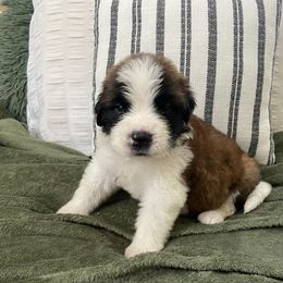 Boy 1 - Red and white Saint Bernard puppy in Albany, Georgia from Magnolia Saint Bernards