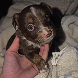 Red tri female - Red tri female Toy Australian Shepherd puppy in Spirit Lake, Idaho from North Idaho Aussies