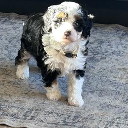 Nichole - Tri-color female Bernedoodle puppy in Lincoln, Nebraska from GRand Doodles