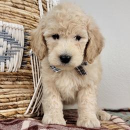 Yeti - Cream male Goldendoodle puppy in Temecula, California from Oodles O'Doodles