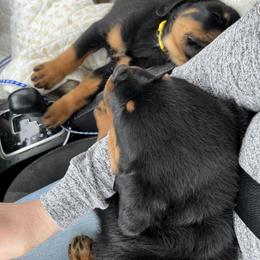 Rottweiler Puppies from Vom Arnold-Hause Rottweilers