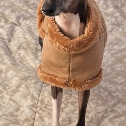 Italian Greyhound puppies from Elite Doxies Florida