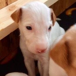 Ibizan Hound Puppies from L-Wynd / DavaL-Wynd Ibizans