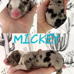 Mickey - Blue merle female Border Collie puppy in Sanger, California from Flying M Cactus Ranch Buddies