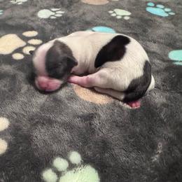 Uncle Fester - Tricolor male Shih Tzu puppy in Tampa, Florida from Shih Tzus of Kingshyre