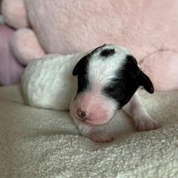 Cowgirl (Blk-Wh Parti) - Parti female Goldendoodle puppy in Toledo, Ohio from Avery Doodle Day LLC