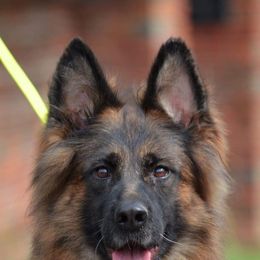 Vega - German Shepherd