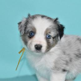 Pearl - Blue merle female Australian Shepherd puppy in Placerville, California from BFF Aussies