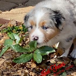 Australian Shepherd, Miniature Australian Shepherd, and Toy Australian Shepherd Puppies from Hunt Farms Mini Aussies