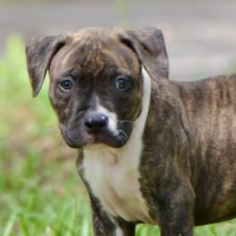 Boy 4 - Brown brindle male American Staffordshire Terrier puppy in St. Augustine, Florida from LBK & Ancient City