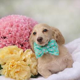 Princeton - Cream male Dachshund puppy in Woodbine, Georgia from Bowdachs Cream Pies