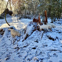 Golden Retriever Puppies from Hoekema Homestead Goldens