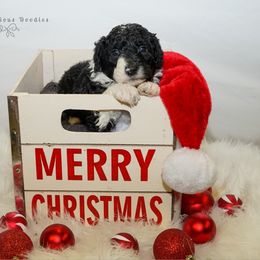 Sheepadoodle Puppies from The Farms Precious Doodles