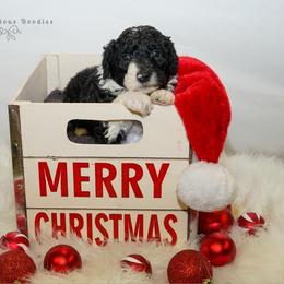 Sheepadoodle Puppies from The Farms Precious Doodles