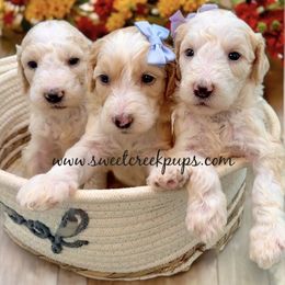 Newfoundland, Newfypoo, and Sheepadoodle Puppies from Sweet Creek Pups