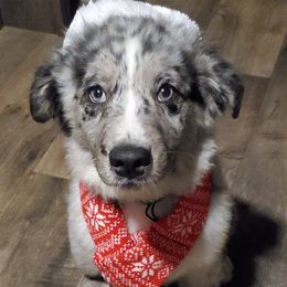 Australian Shepherds from Sweet Dreamin' Aussies