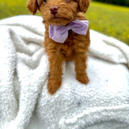 Pip - Red female Aussiedoodle puppy in Science Hill, Kentucky from Southern Paws Kennels