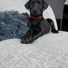 Doberman Pinscher Puppies from Haus of Hound