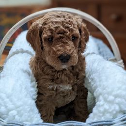 Aussiedoodle, Cavapoo, and Poodle Puppies from Robin's Nest Farm