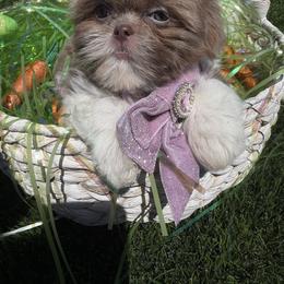 Grace - Lilac female Shih Tzu puppy in Coolidge, Arizona from Shih Tzu’s  ‘N’ Love