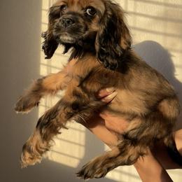Cocker Spaniel Puppies from SassyCockerG