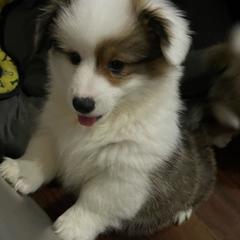 Gracie - Sable Pembroke Welsh Corgi puppy in Macomb, Michigan from Corgiland Ranch