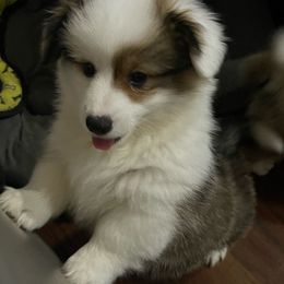 Gracie - Sable Pembroke Welsh Corgi puppy in Macomb, Michigan from Corgiland Ranch