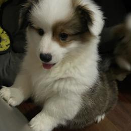 Gracie - Sable Pembroke Welsh Corgi puppy in Macomb, Michigan from Corgiland Ranch