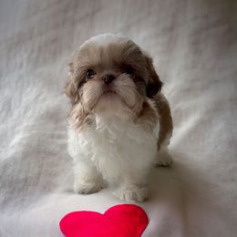 Shih Tzu Puppies from The Tzu Fighters