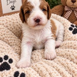 Autumn - Parti female Goldendoodle puppy in Burleson, Texas from Thompson Doodles