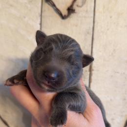 Seal blue boy - Blue male German Shepherd puppy in California from Singleton Shepherds