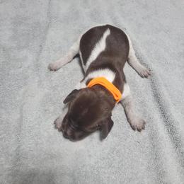 Girl 1 - female German Shorthaired Pointer puppy in Osceola, Missouri from Bird Dog Ranch