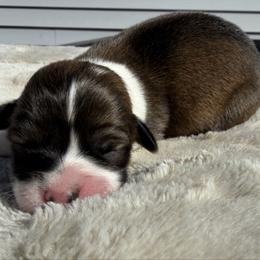 London - Sable female Pembroke Welsh Corgi puppy in Fairchild, Wisconsin from Reigning Corgis