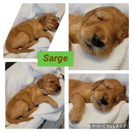 Goldendoodle Puppies from Nicole Christensen