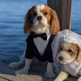 Cavapoos from Crystal Coast Cavapoodles